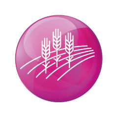 Pozytywny wpływ na jakość plonu, wyrównanie oraz MTZ