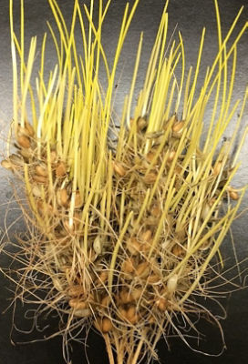 IMG-Induced PHS in Wheat_cropped.jpg