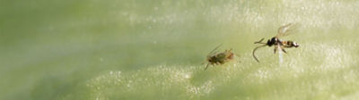 Découvrez notre gamme herbicides
