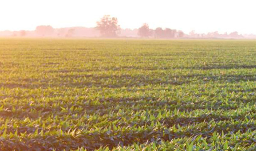 Intrepid Edge field header