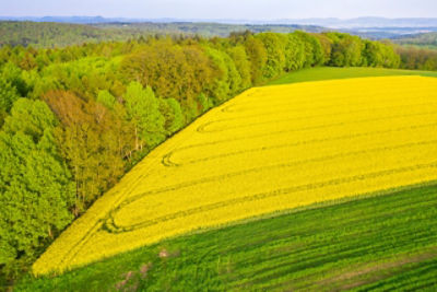 Crop Field Landscape