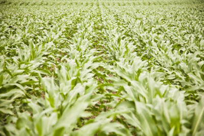 Corn field in June