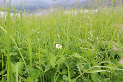 White clover