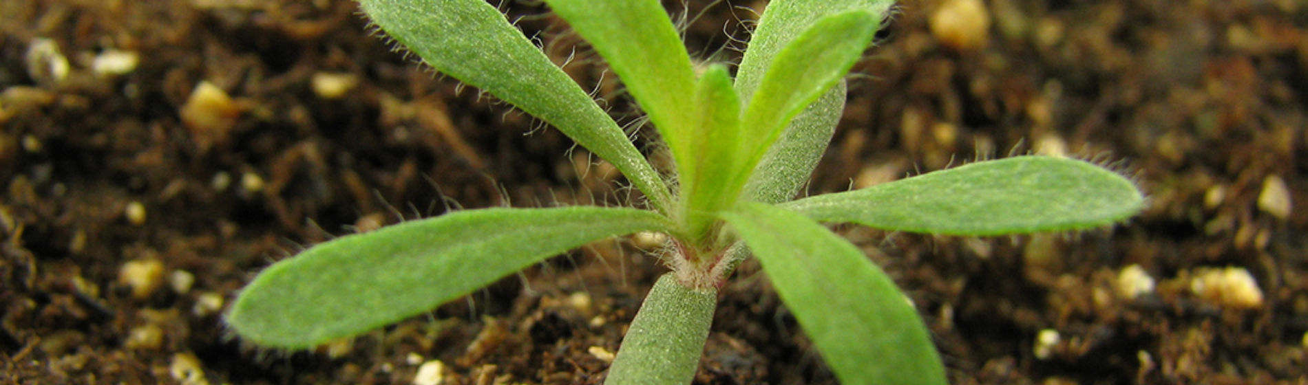 kochia weed
