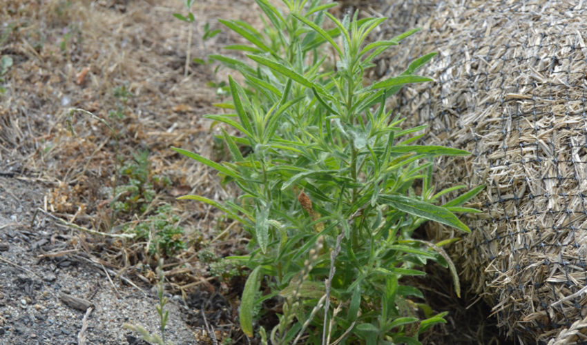 Kochia