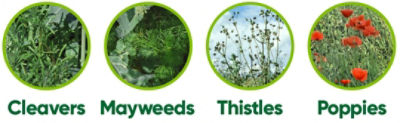 Korvetto Weeds