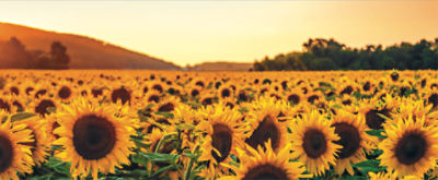 Lumisena, campo de girasoles