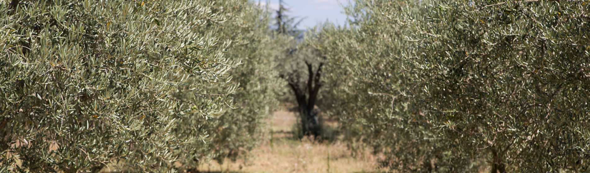 Una PAC orientada a impulsar la sostenibilidad y la digitalización