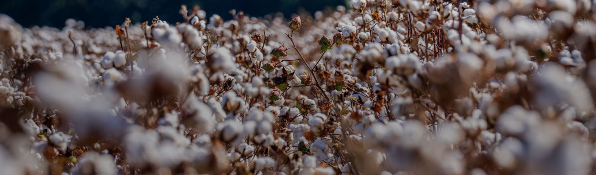 La sequía amenaza los campos de algodón