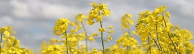 Le colza, une culture bourrée d’atouts