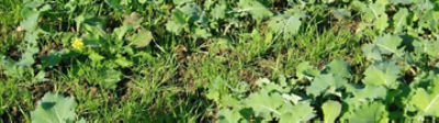 Les règles à suivre pour assurer l'efficacité du propyzamide