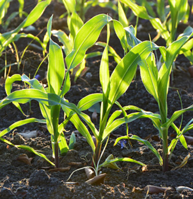 Imagen desktop de maiz crecimiento