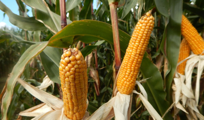 Maize