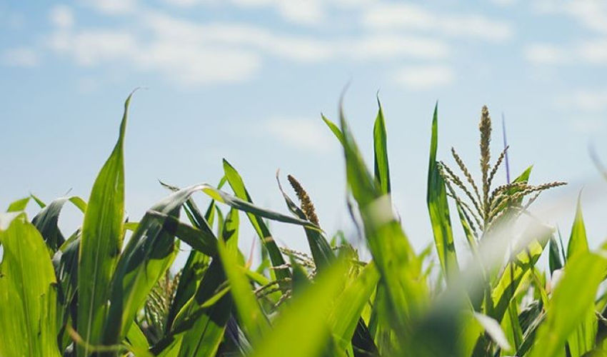 Maize Hero