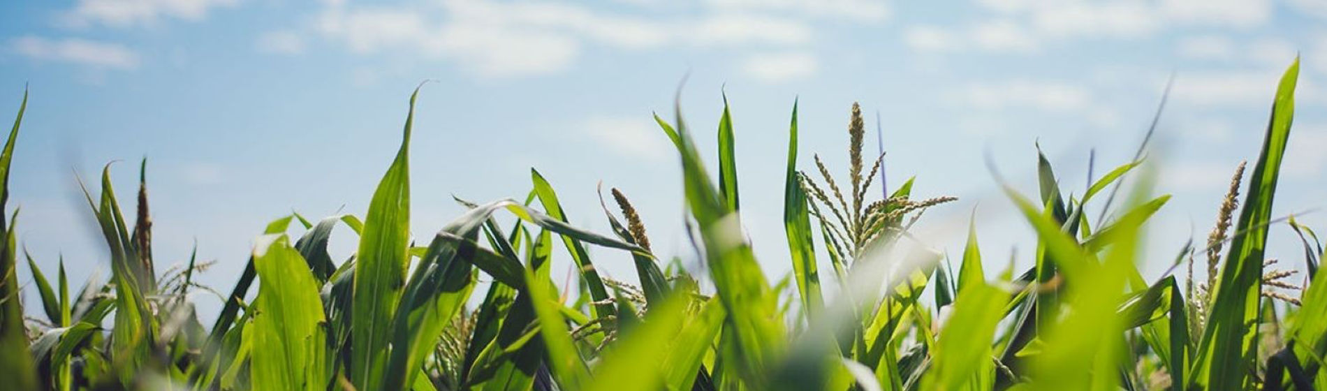 Maize Hero