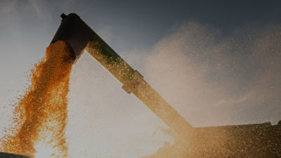 Midseason cornfield - long shot