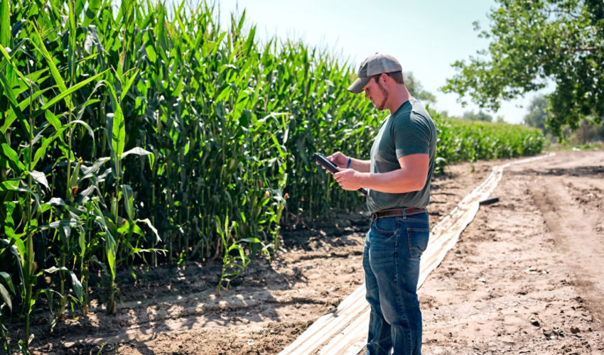 Man standing by cornfield