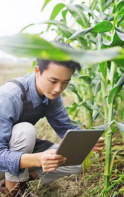 Man examines crop with tablet in corn field