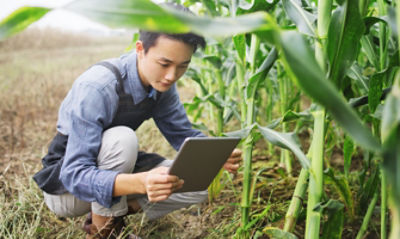 Man examines crop with tablet in corn field
