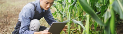 Man examines crop with tablet in corn field
