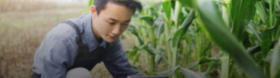 Man examines crop with tablet in corn field