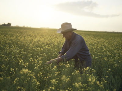 Man_Examining_Rapeseed in a field