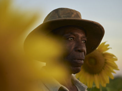 man among sunflowers