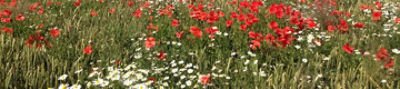 Poppy Mayweed Weeds