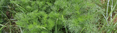 Mayweed-Species