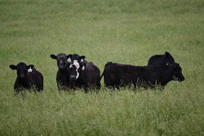 Spring herd