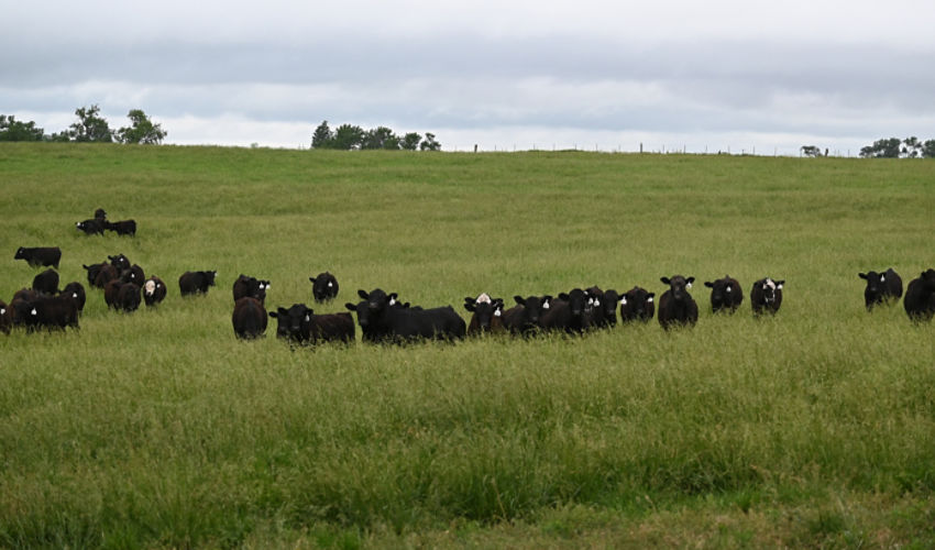 McCrea cattle on pasture