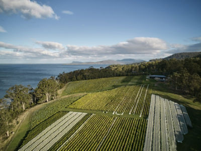 Mewstone vineyard
