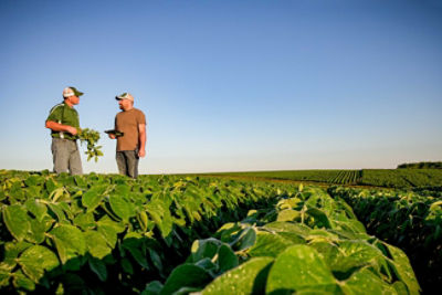 Photo - field shot - soybeans