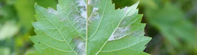 Le mildiou, une maladie polycyclique qui affecte les jeunes organes aériens