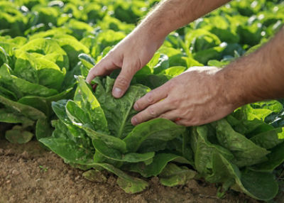 Potato field