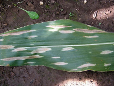 Photo - close up - NCLB disease symptoms on leaf