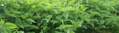 Nettles