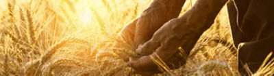 hands running through wheat in a wheat field