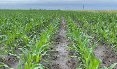 Nitrogen deficiency