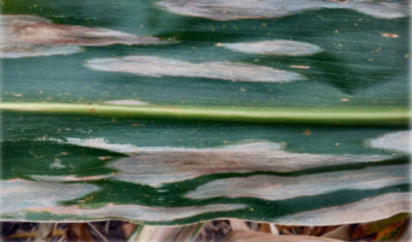 Northern corn leaf blight
