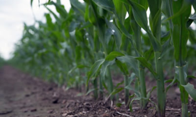 Corn Rows