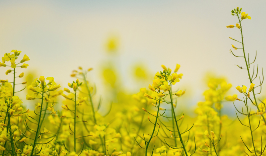 Oilseed Rape