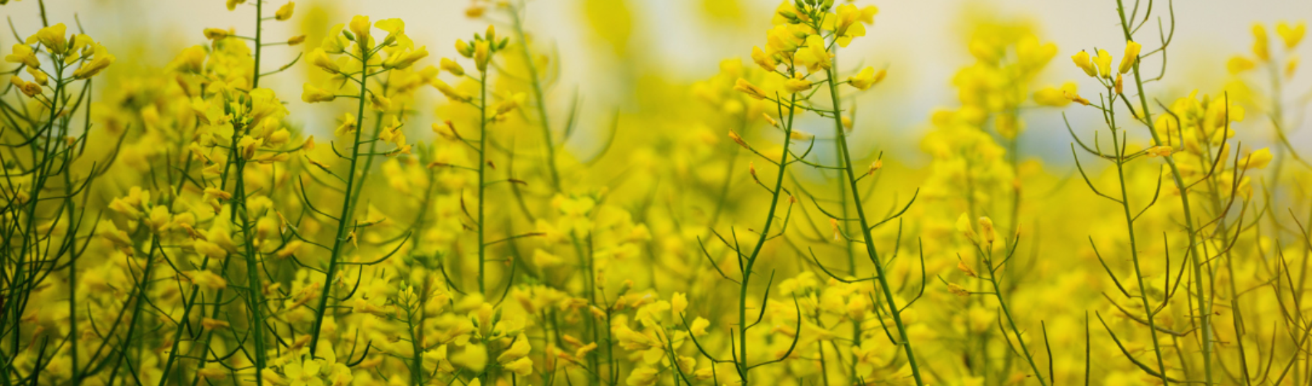 Oilseed Rape