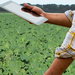 using tablet in oilseed rape crop