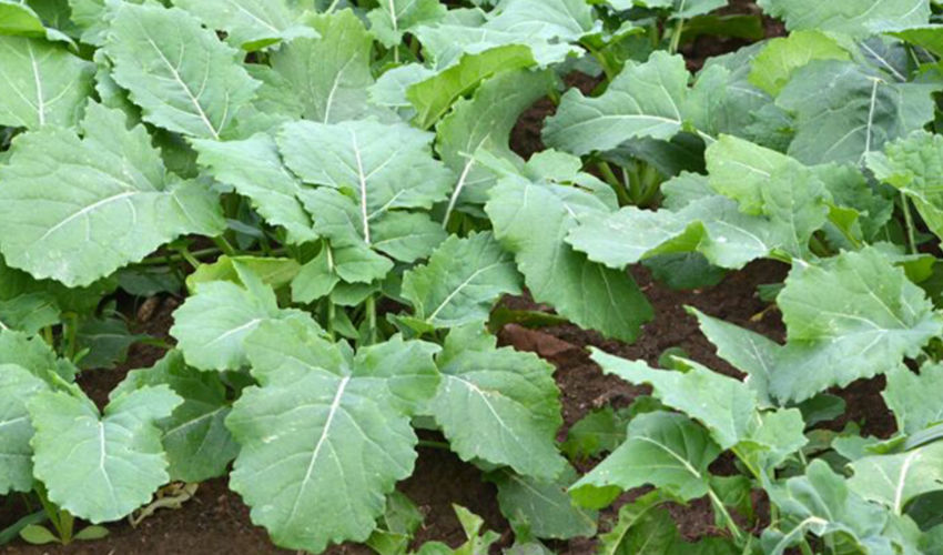 OSR pre flowering