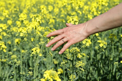 Oilseed Rape with hand