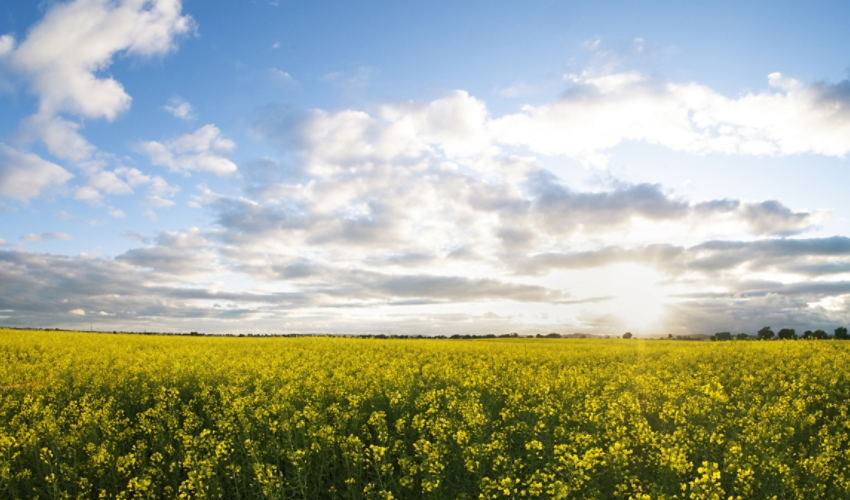 Oilseed rape landscape