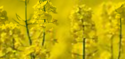 Oilseed rape