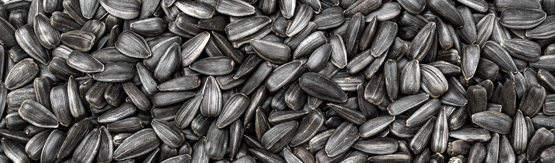 Oleoginosas Banner 2