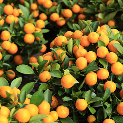Oranges